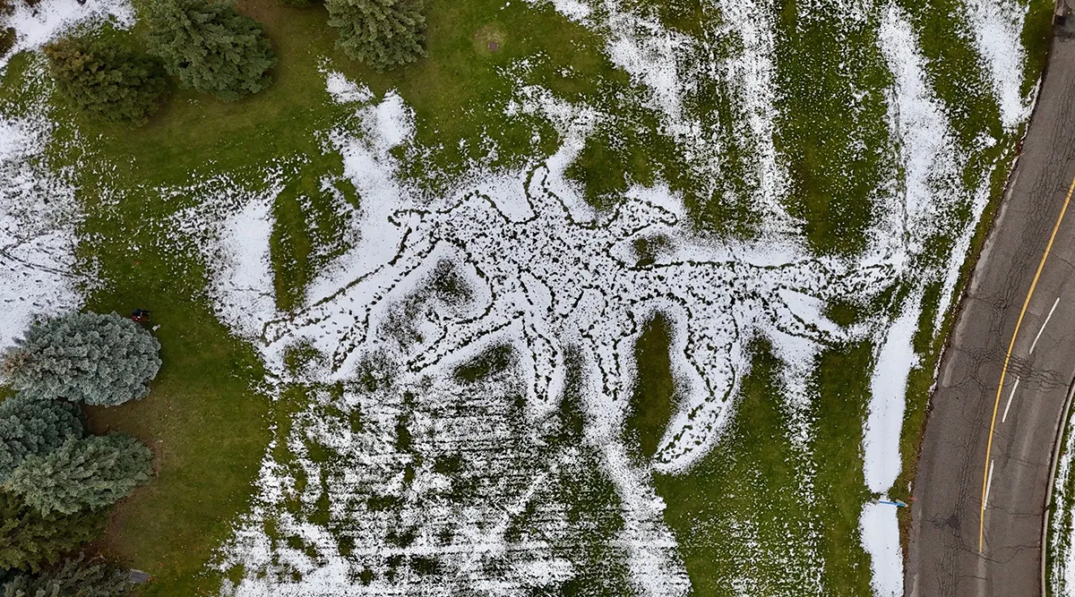 Aerial view of living installation shaped as mycelium on a green hill with some snow coverage. 